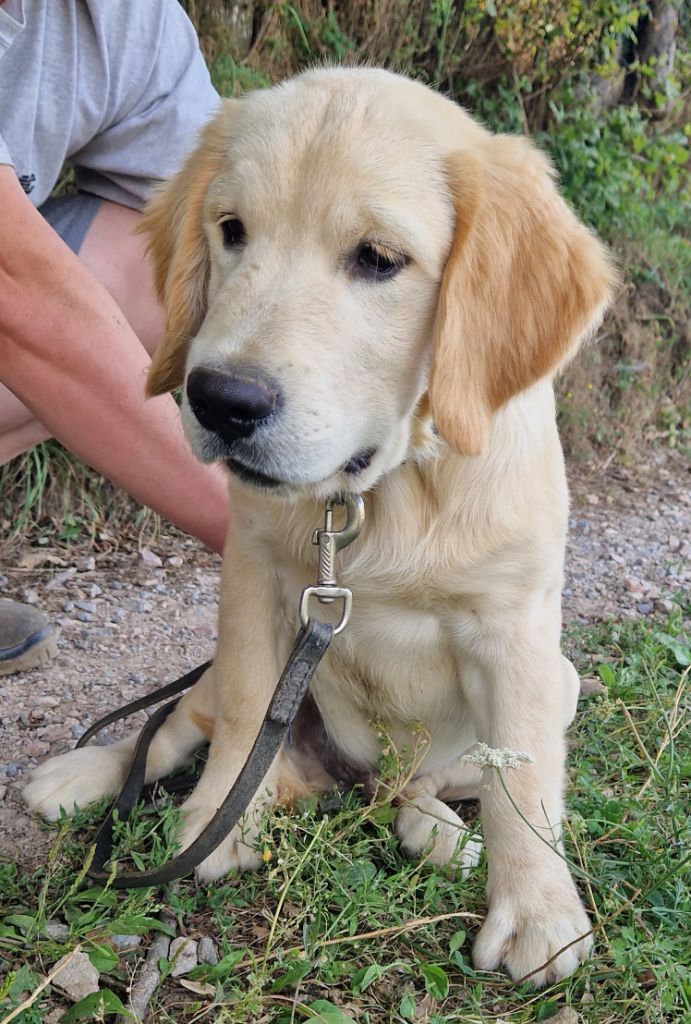 Des terres sacrees - Chiots disponibles - Golden Retriever
