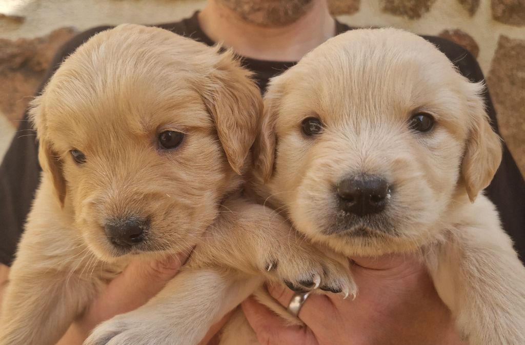 Des terres sacrees - Chiots disponibles - Golden Retriever