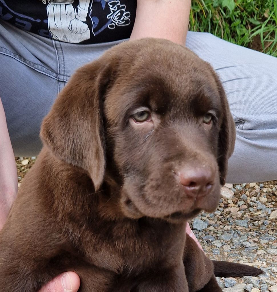Des terres sacrees - Labrador Retriever - Portée née le 12/02/2025