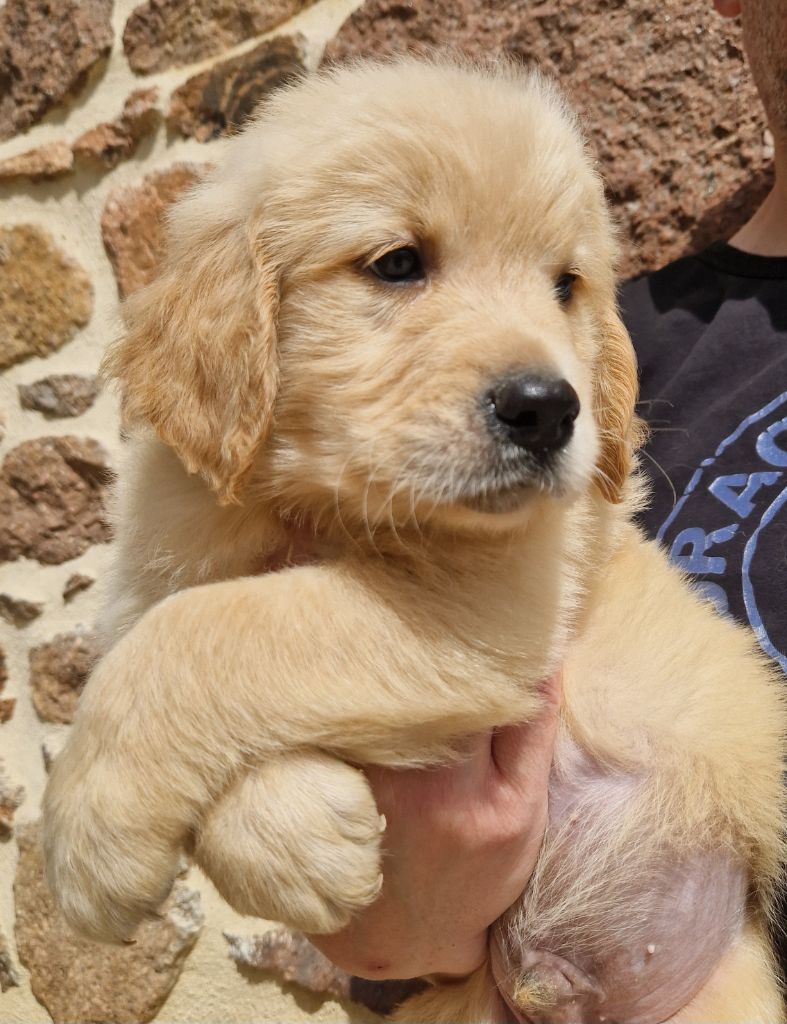 Des terres sacrees - Chiots disponibles - Golden Retriever