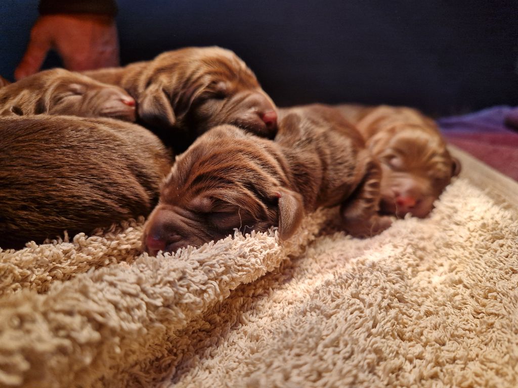 Des terres sacrees - Chiots disponibles - Labrador Retriever