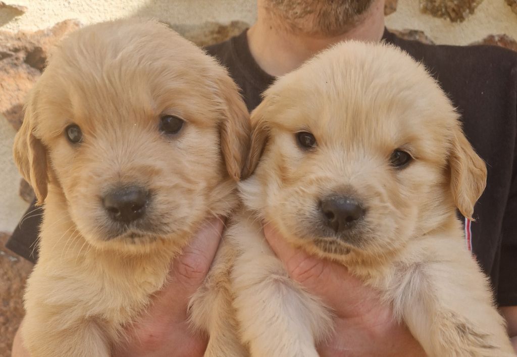 Des terres sacrees - Chiots disponibles - Golden Retriever