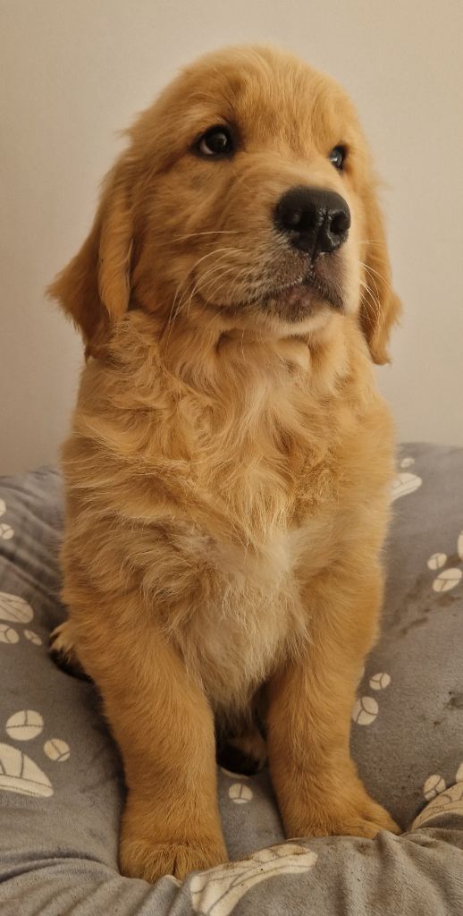 Des terres sacrees - Chiots disponibles - Golden Retriever