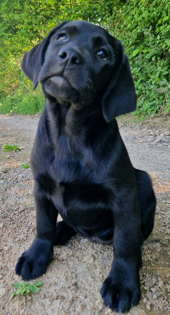 Chiot Labrador Retriever Des terres sacrees