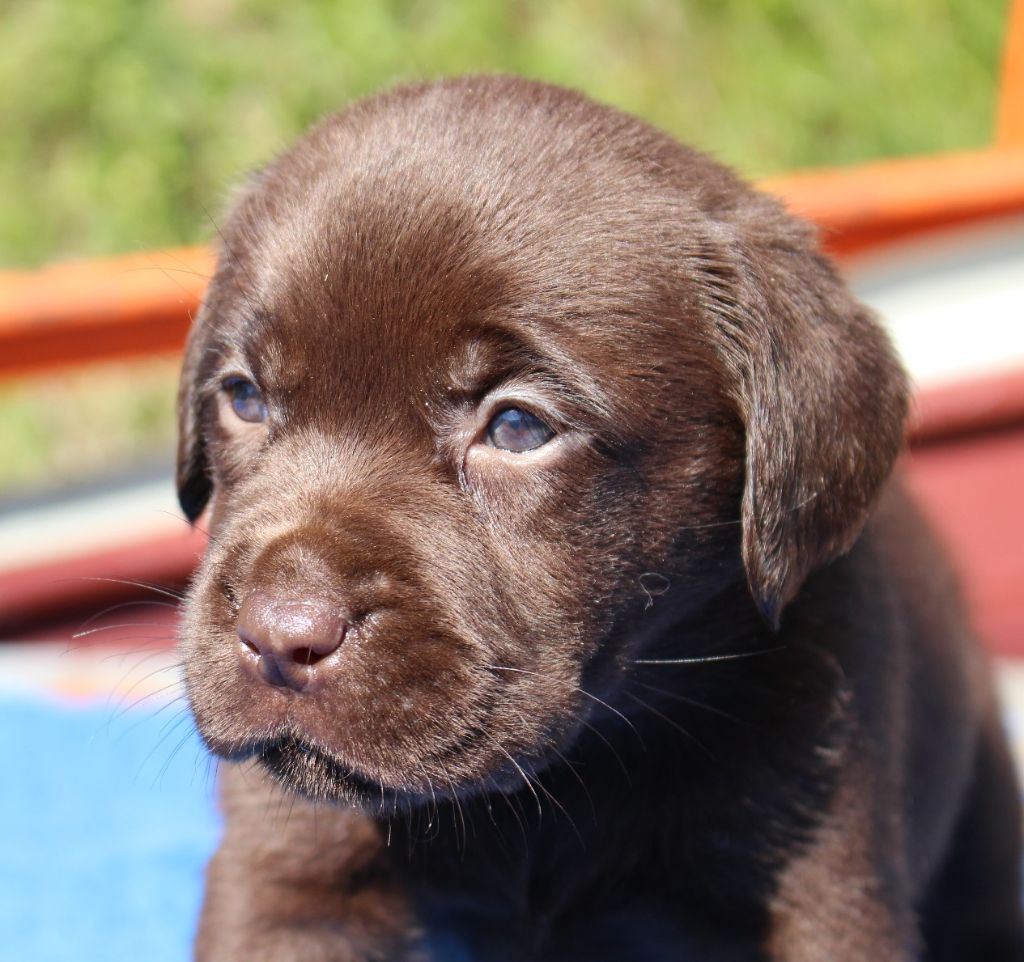Chiot Labrador Retriever Des terres sacrees