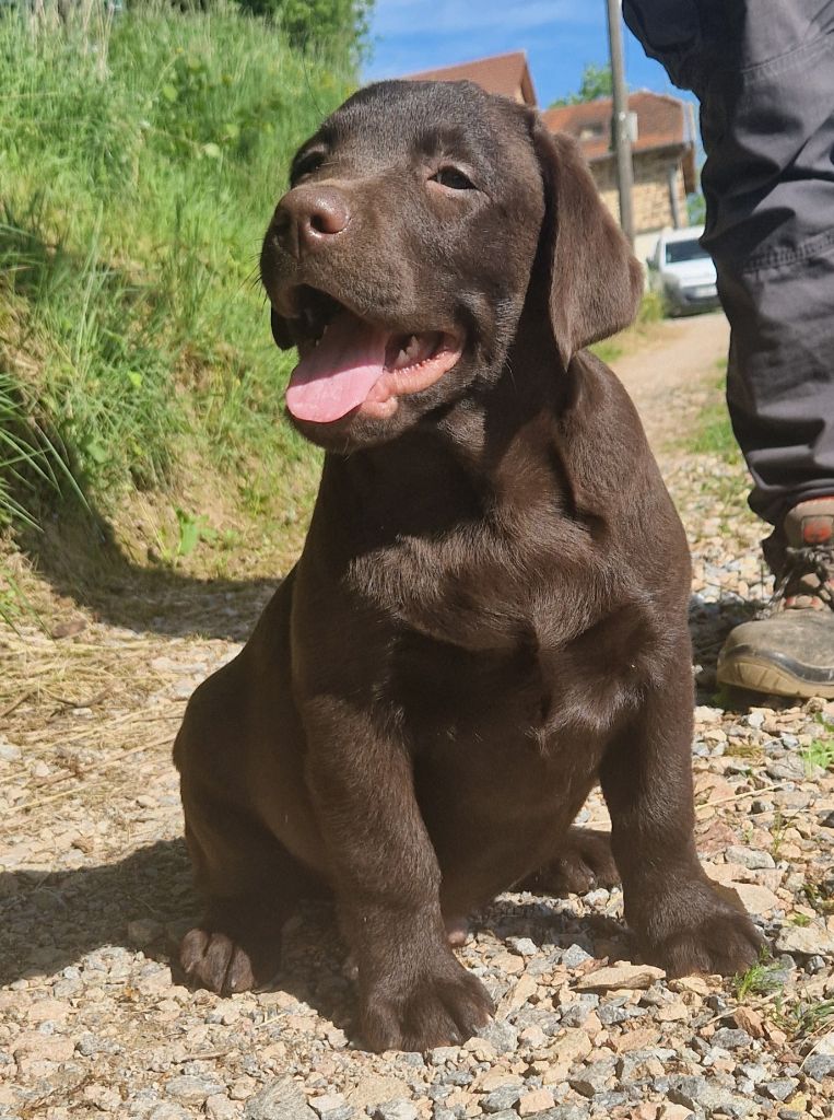 Des terres sacrees - Chiots disponibles - Labrador Retriever