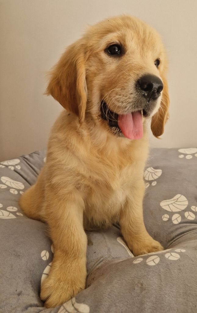 Des terres sacrees - Chiots disponibles - Golden Retriever