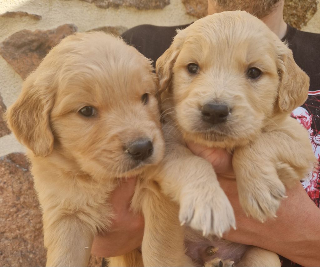 Des terres sacrees - Chiots disponibles - Golden Retriever