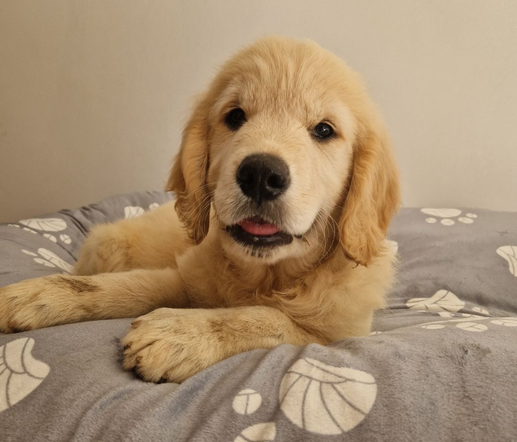 Des terres sacrees - Chiots disponibles - Golden Retriever