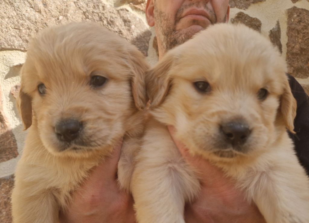 Des terres sacrees - Chiots disponibles - Golden Retriever