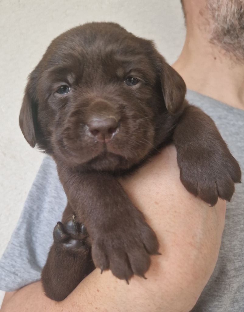 Des terres sacrees - Chiots disponibles - Labrador Retriever