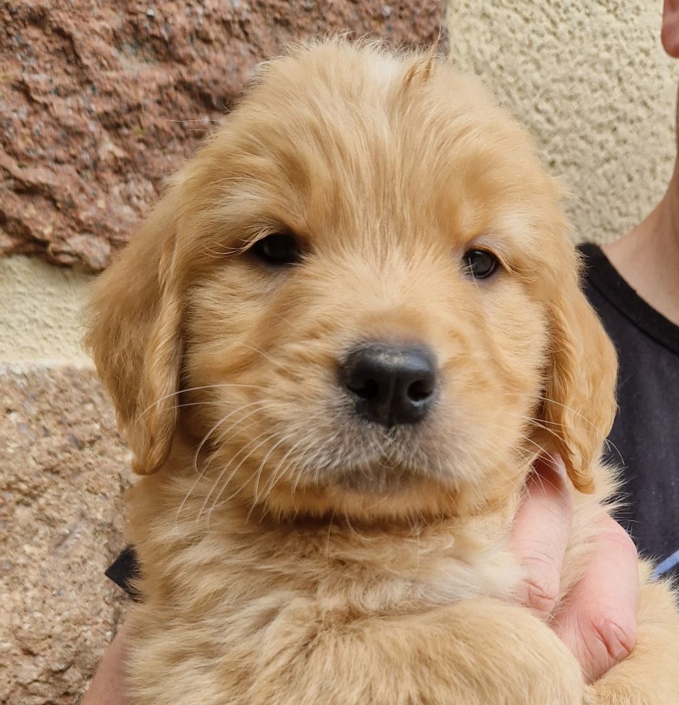 Des terres sacrees - Chiots disponibles - Golden Retriever