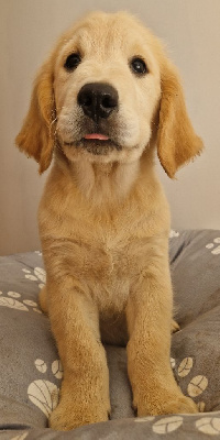 CHIOT mâle