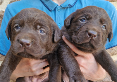CHIOT 2