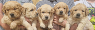 Chiot N°4