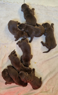 CHIOT 1