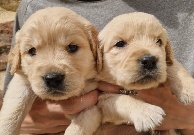 CHIOT 6