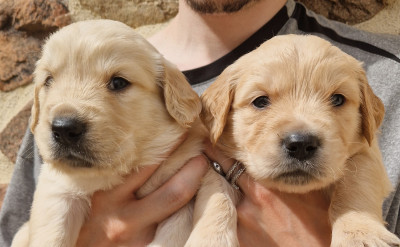 CHIOT 5