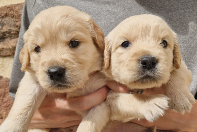 CHIOT 1