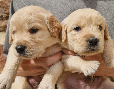 CHIOT 2