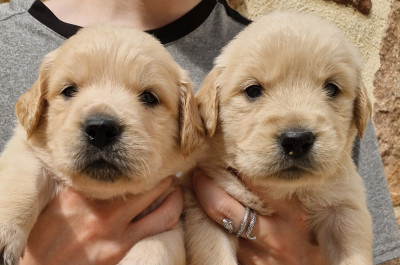 CHIOT 3