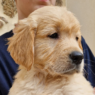 Chiot male