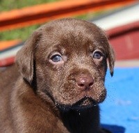 Marron 2
