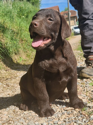 Chiot mâle marron