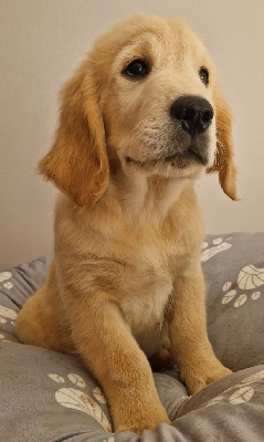 CHIOT mâle 