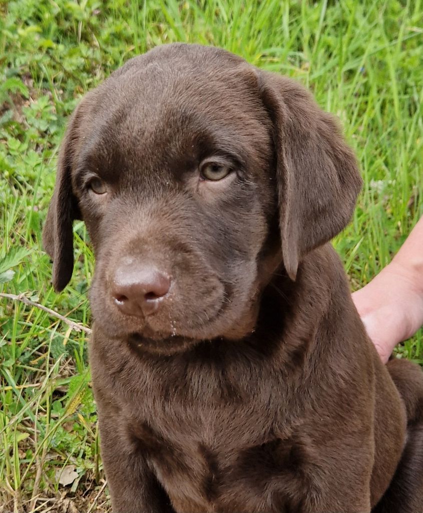 Des terres sacrees - Chiots disponibles - Labrador Retriever