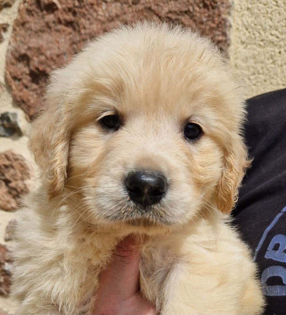 Des terres sacrees - Chiots disponibles - Golden Retriever