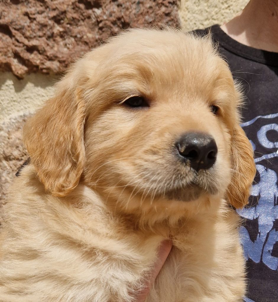 Des terres sacrees - Chiots disponibles - Golden Retriever