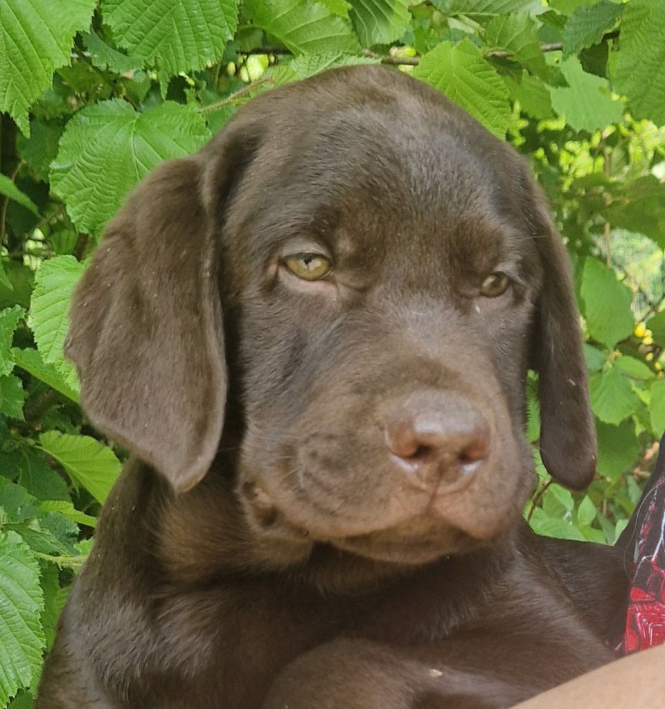 Des terres sacrees - Chiots disponibles - Labrador Retriever