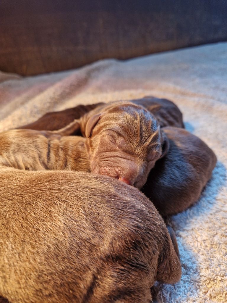 Des terres sacrees - Chiots disponibles - Labrador Retriever