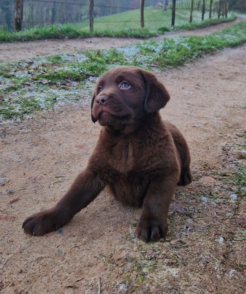 Chiot Labrador Retriever Des terres sacrees