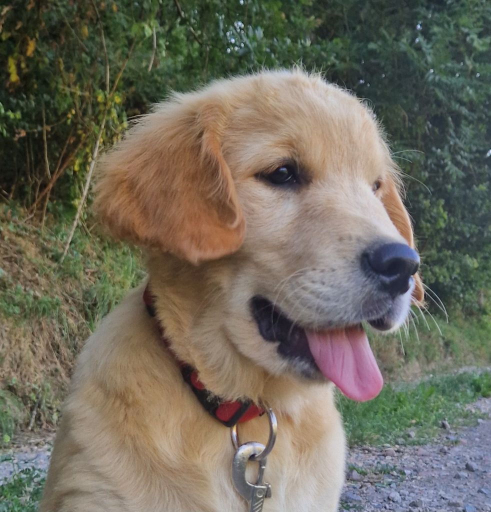 Des terres sacrees - Chiots disponibles - Golden Retriever