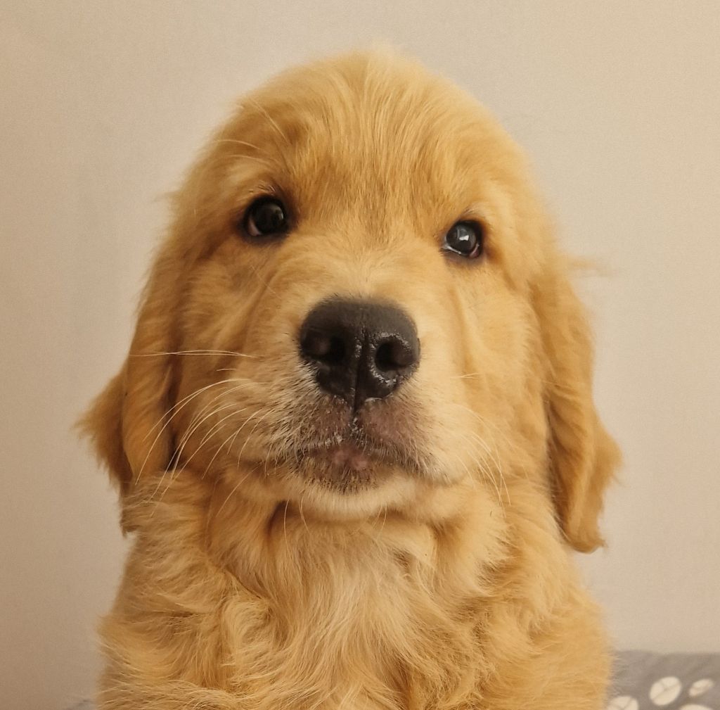 Des terres sacrees - Chiots disponibles - Golden Retriever