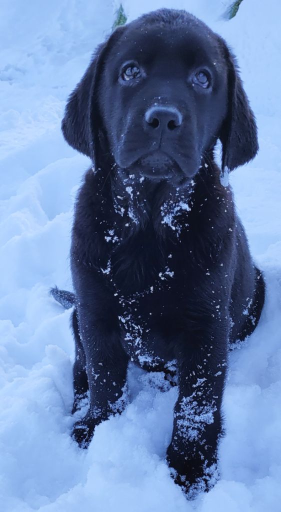 Chiot Labrador Retriever Des terres sacrees