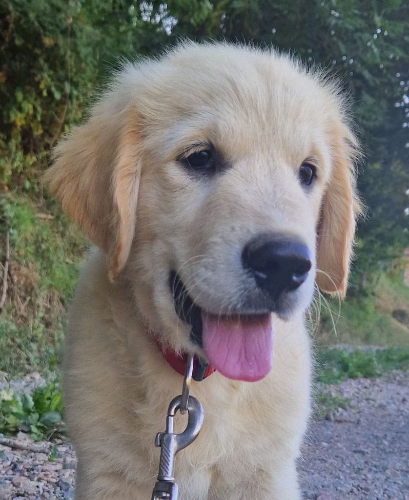 Des terres sacrees - Chiots disponibles - Golden Retriever