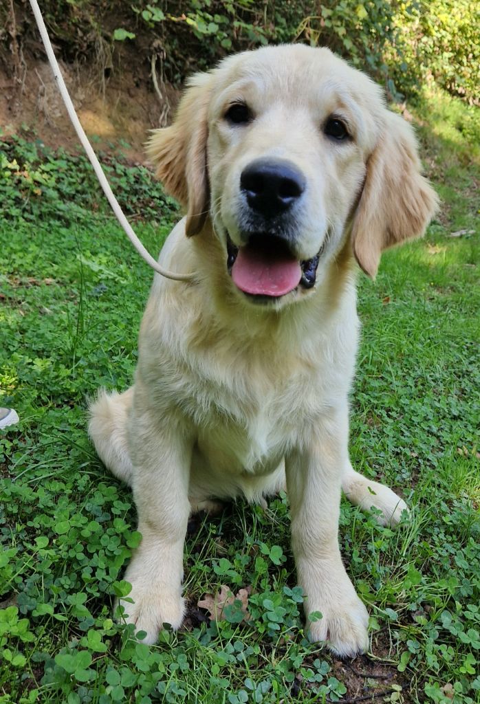 Des terres sacrees - Chiots disponibles - Golden Retriever