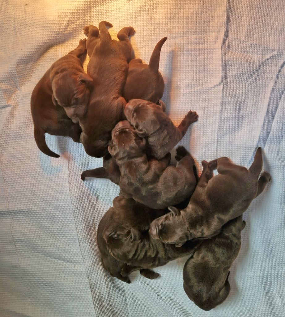 Des terres sacrees - Chiots disponibles - Labrador Retriever