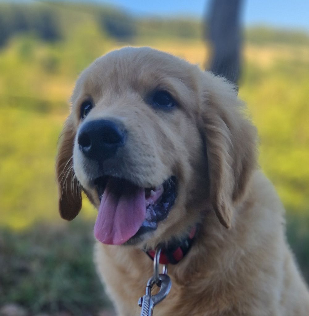 Des terres sacrees - Chiots disponibles - Golden Retriever