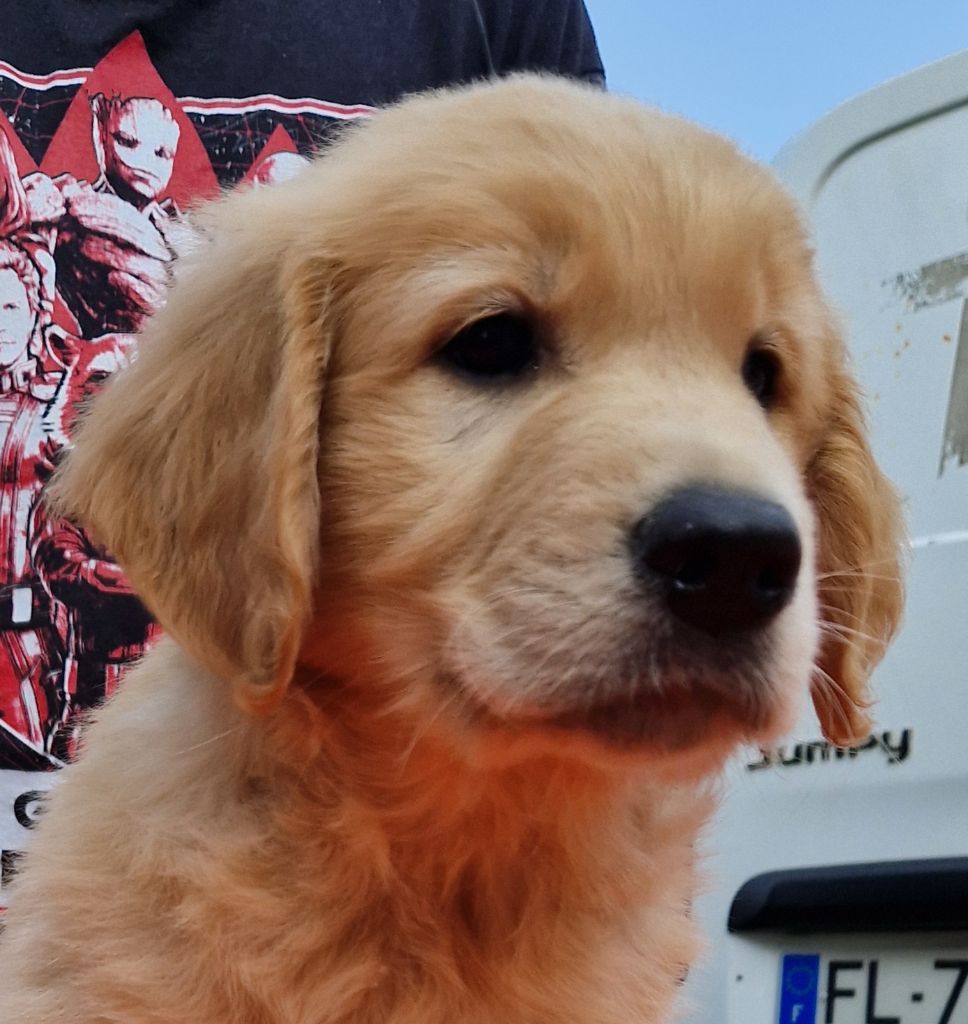 Des terres sacrees - Chiots disponibles - Golden Retriever