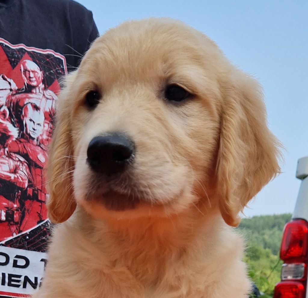 Des terres sacrees - Chiots disponibles - Golden Retriever