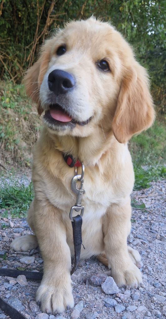 Des terres sacrees - Chiots disponibles - Golden Retriever