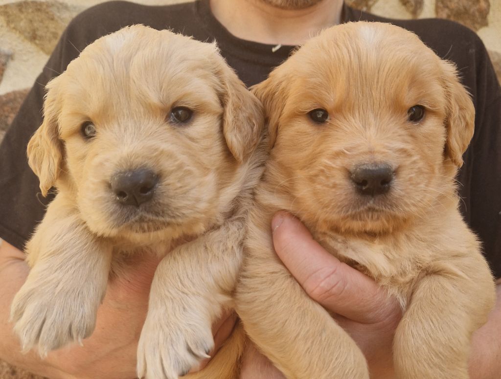 Des terres sacrees - Chiots disponibles - Golden Retriever