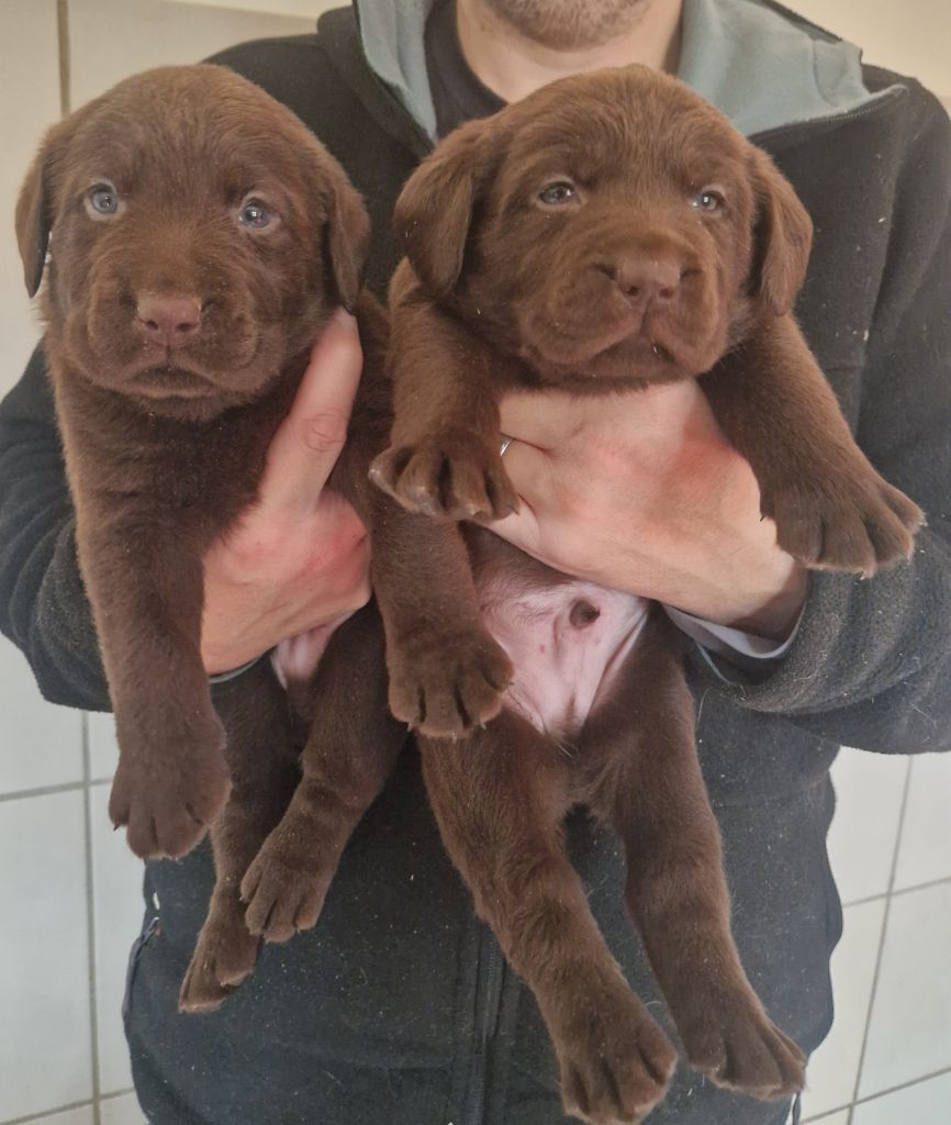 Des terres sacrees - Chiots disponibles - Labrador Retriever