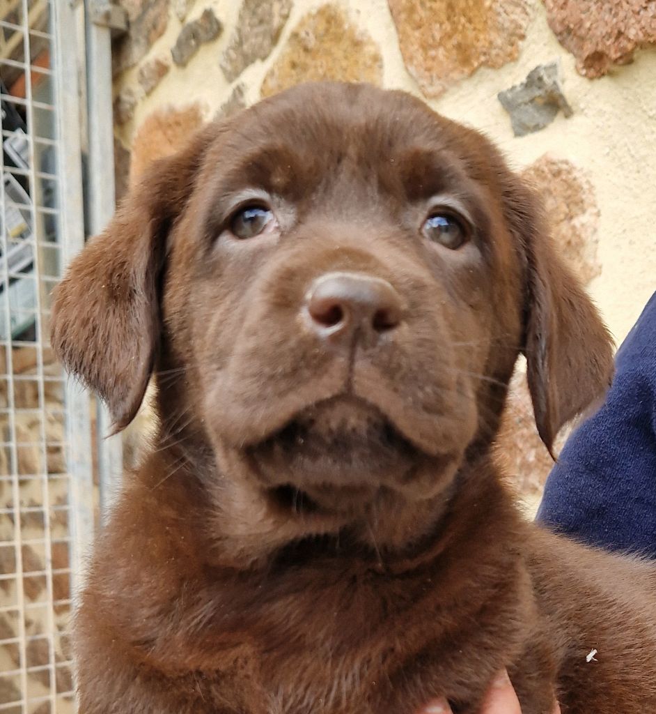 Chiot Labrador Retriever Des terres sacrees