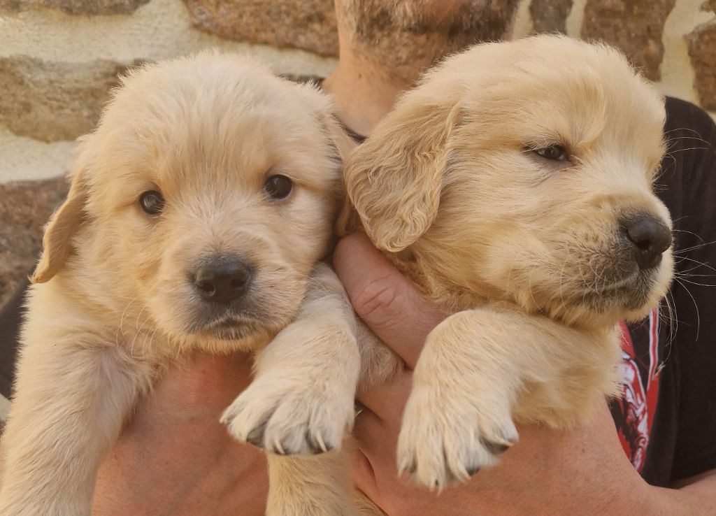 Des terres sacrees - Chiots disponibles - Golden Retriever