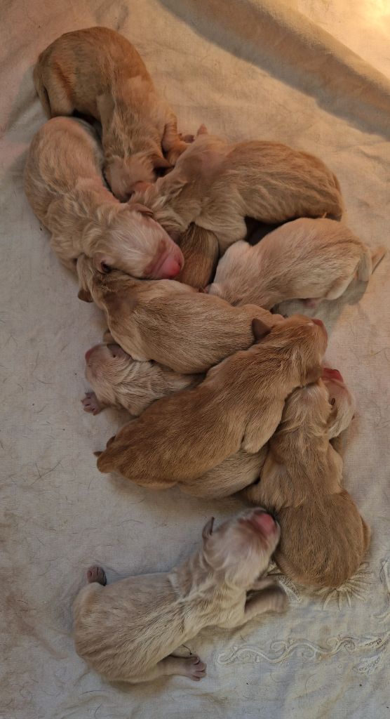 Des terres sacrees - Chiots disponibles - Golden Retriever